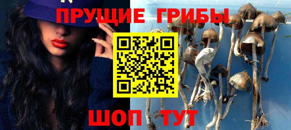 Псилоцибиновые грибы Psilocybine cubensis  Вход с VPN  наркота  Галлюциногенные грибы Psilocybine cubensis  Истра 
