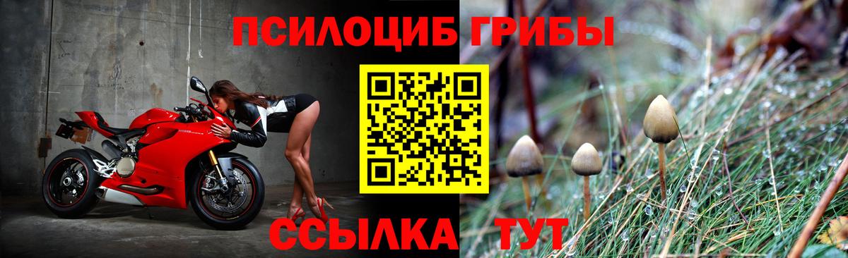 Псилоцибиновые грибы Cubensis Истра